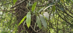 Ficus travancorica