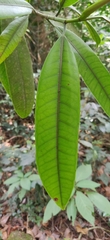 Ficus travancorica