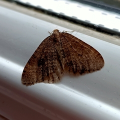 Larentiinae