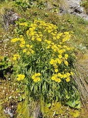 Dolichoglottis lyallii