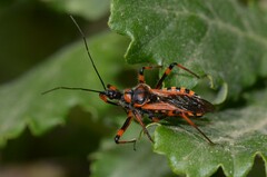 Rhynocoris cuspidatus