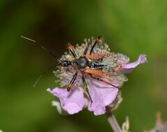 Rhynocoris cuspidatus