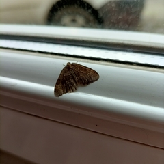 Larentiinae