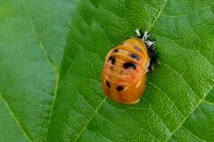 Harmonia axyridis