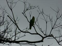 Amazona autumnalis autumnalis