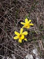 Narcissus assoanus