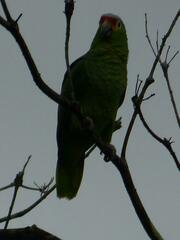 Amazona autumnalis autumnalis