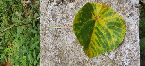 Image of Macaranga indica by (c) T R Shankar Raman, some rights reserved (CC BY)