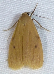 Paralithosia shaowuica