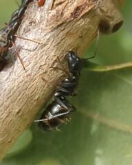 Camponotus aethiops