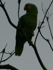 Amazona autumnalis autumnalis