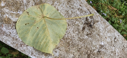 Image of Macaranga indica by (c) T R Shankar Raman, some rights reserved (CC BY)