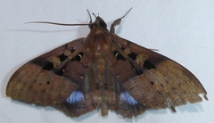 Ischyja marapok