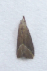 Hypena obacerralis