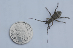 Hexatricha pulverulenta