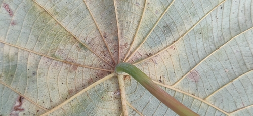 Image of Macaranga indica by (c) T R Shankar Raman, some rights reserved (CC BY)