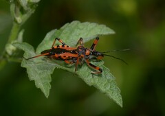 Rhynocoris cuspidatus