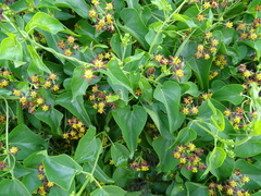 Pentarrhinum insipidum