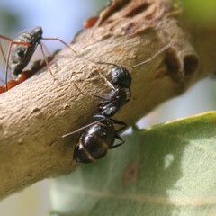 Camponotus aethiops