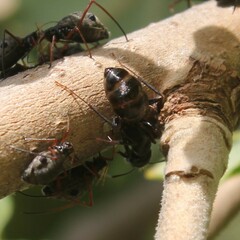 Camponotus aethiops