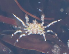 Hymenosomatidae