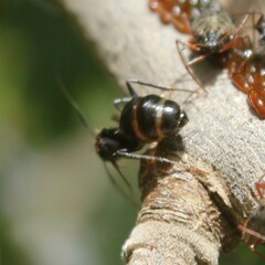 Camponotus aethiops