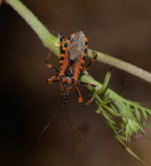Rhynocoris cuspidatus