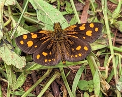 Metisella