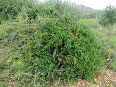 Pentarrhinum insipidum