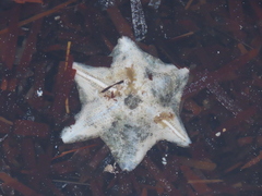Asterinidae