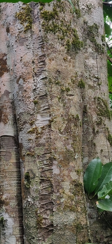 Image of Diospyros sylvatica by (c) T R Shankar Raman, some rights reserved (CC BY)