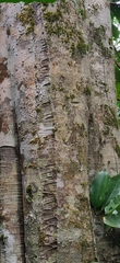 Diospyros sylvatica