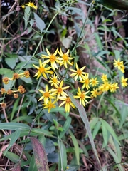 Senecio scandens