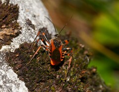 Rhynocoris cuspidatus