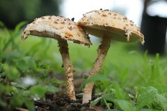 Saproamanita foetidissima