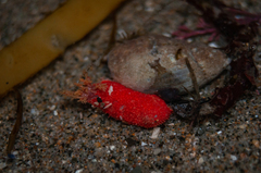 Lissothuria nutriens