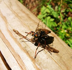 Cyrtopogon