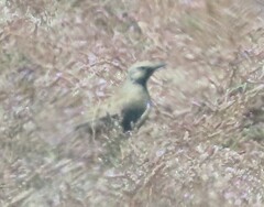 Cincloramphus cruralis