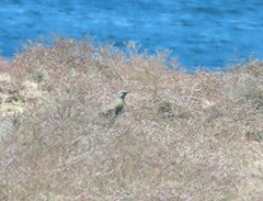 Cincloramphus cruralis