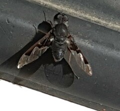 Anthrax dolabratus