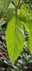 Oreocnide integrifolia