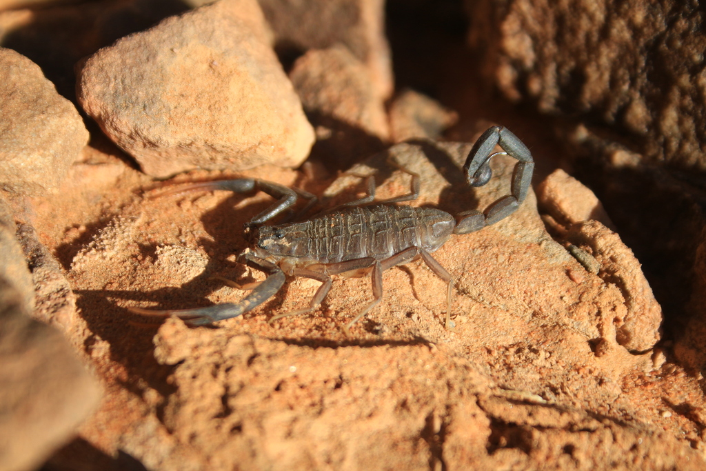 Cicileus exilis