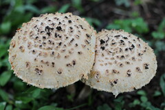 Saproamanita foetidissima