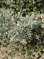 Cupressus arizonica