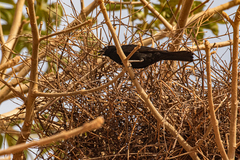 Bubalornis albirostris