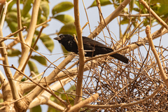 Bubalornis albirostris