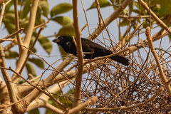 Bubalornis albirostris