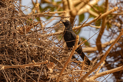 Bubalornis albirostris