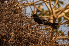 Bubalornis albirostris