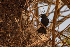 Bubalornis albirostris